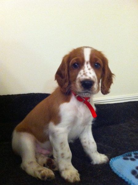 Tell me about your springer spaniels please!