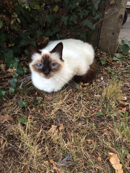 Ye gods, my cats gone and got herself knocked up