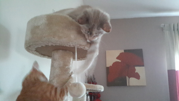 Share my kitteny joy!