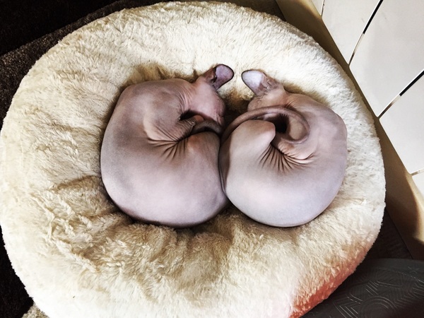 To ask you to share your slightly less than beautiful but much-loved pet pics
