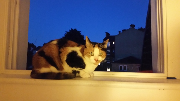 To ask you to share your slightly less than beautiful but much-loved pet pics