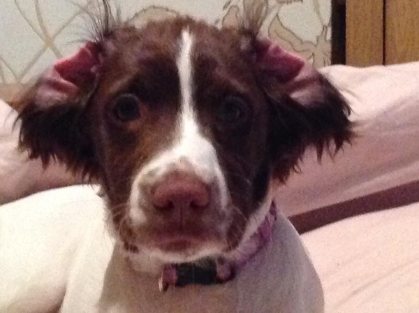 Tell me about your springer spaniels please!