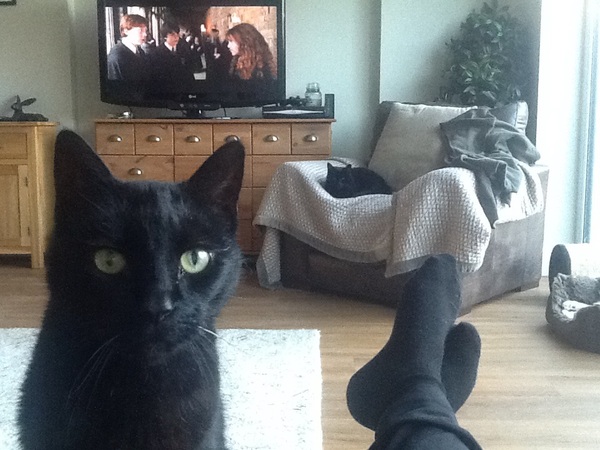 To ask you to share your slightly less than beautiful but much-loved pet pics