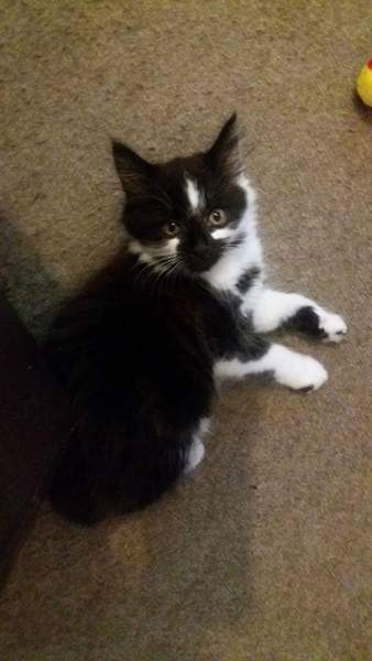 Cat photo thread!