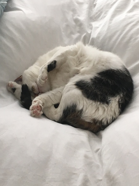 Is the Furminator safe and any good?