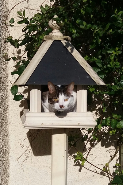Photos of cats in gardens anyone?