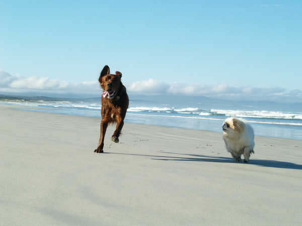 Does anyone have a Pekingese?