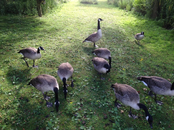 To ask if anyone keeps geese? And if so, what's their fucking problem?