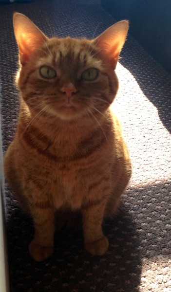 To ask you to share your slightly less than beautiful but much-loved pet pics