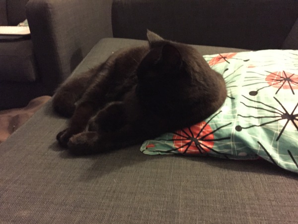 I love my cat so much it hurts. Is this normal?