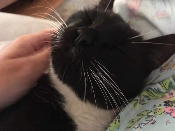 to secretly get rid of our kitten and tell the DC that it ran away?