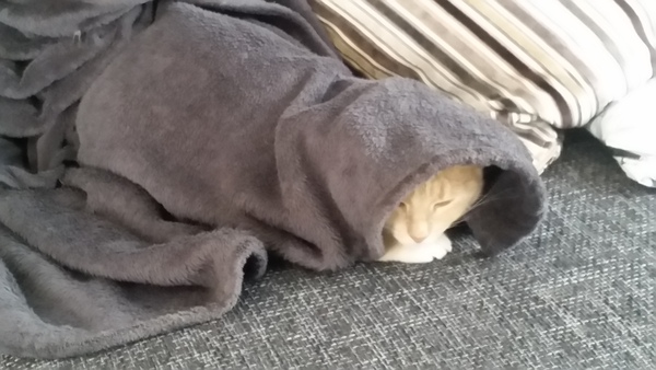 I really fucking love cats!!