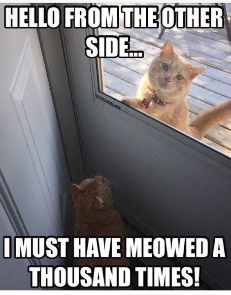 I really fucking love cats!!