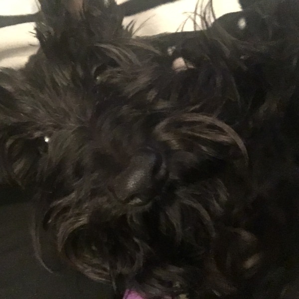 To ask you to share your slightly less than beautiful but much-loved pet pics