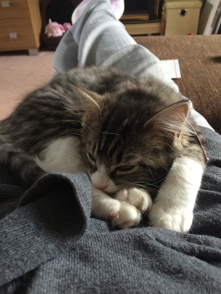 Cat photo thread!