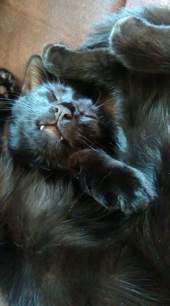 Cat photo thread!