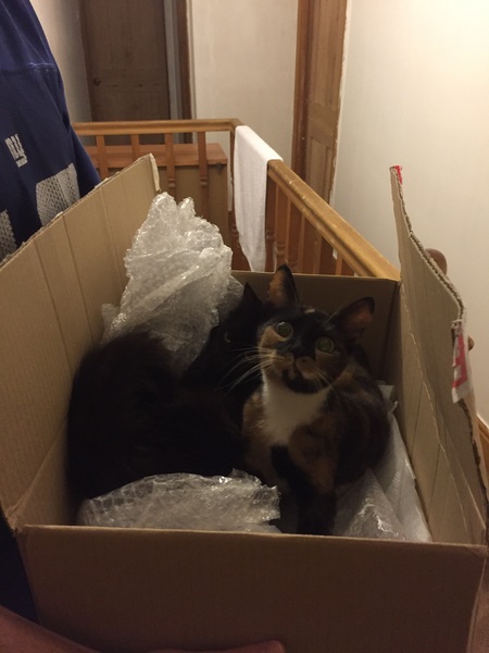 I really fucking love cats!!