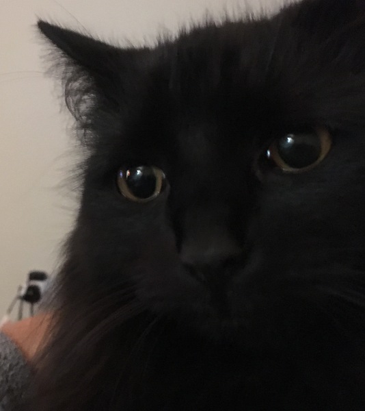 to secretly get rid of our kitten and tell the DC that it ran away?