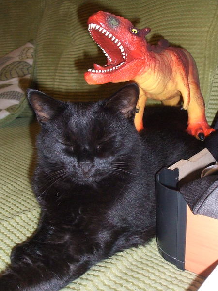 Balancing objects on cats.