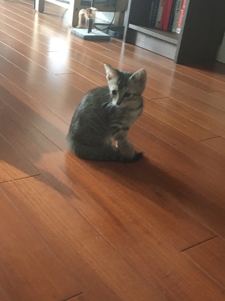 We have KITTENS!! Pics and a couple of questions...
