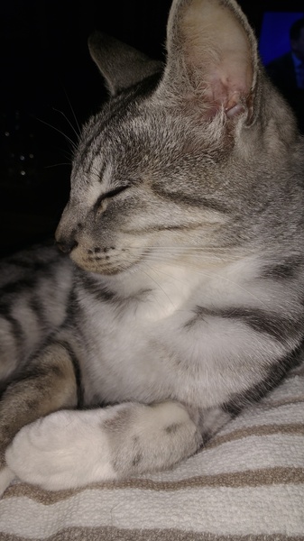 Cat photo thread!
