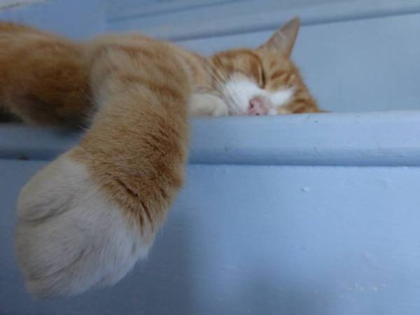 I really fucking love cats!!