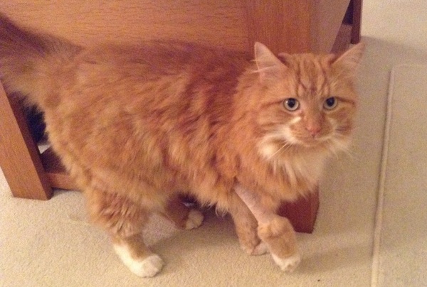 Cat's been limping - possible causes?
