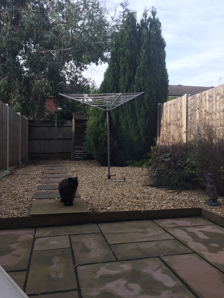 Photos of cats in gardens anyone?