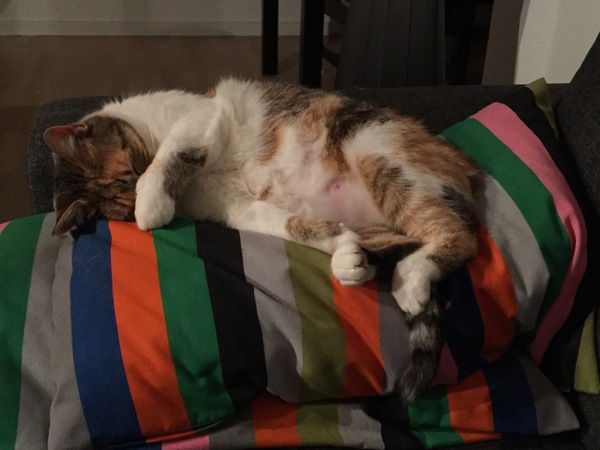 The Friendly Frugaleers, figuring out our finances with furry feline photos!