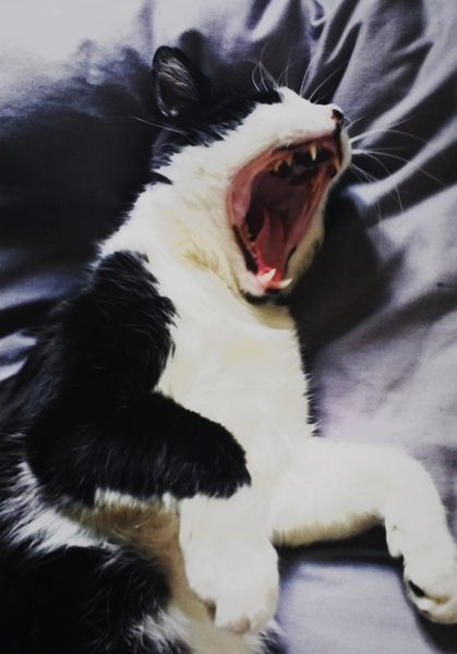 To ask you to share your slightly less than beautiful but much-loved pet pics