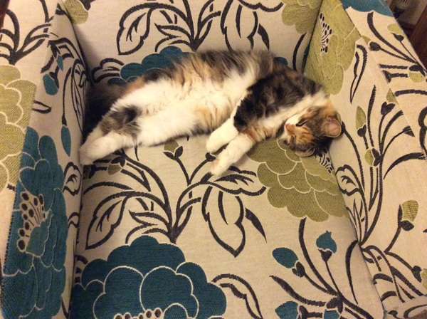 I love my cat so much it hurts. Is this normal?