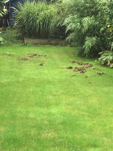What's digging up my lawn?