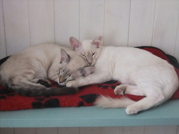 I really fucking love cats!!