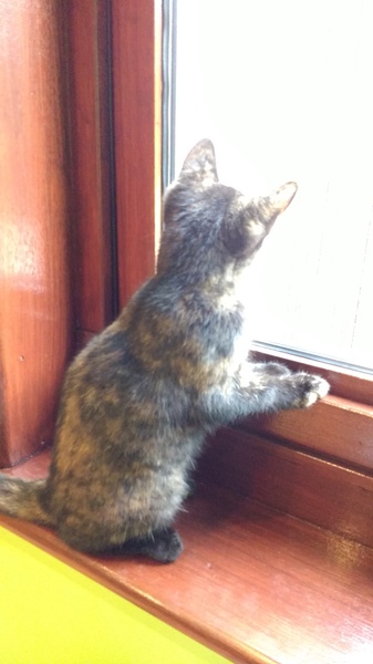 New kitten