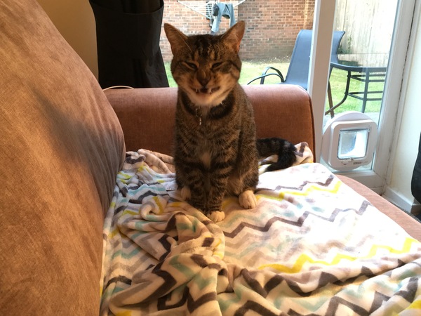 I really fucking love cats!!