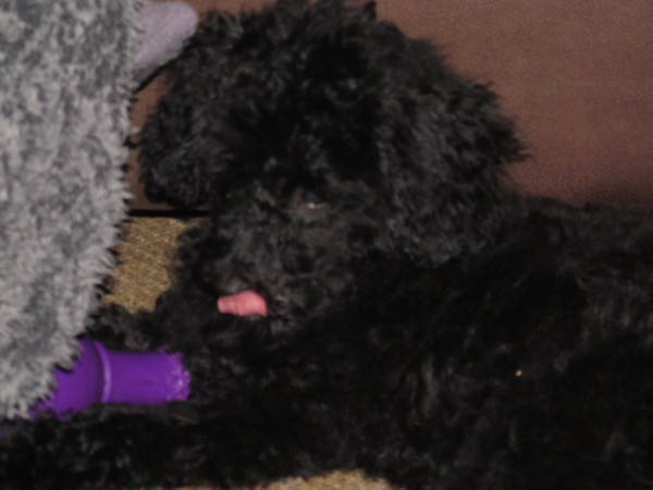 To ask you to share your slightly less than beautiful but much-loved pet pics
