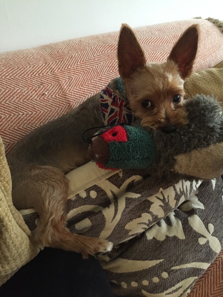To ask you to share your slightly less than beautiful but much-loved pet pics