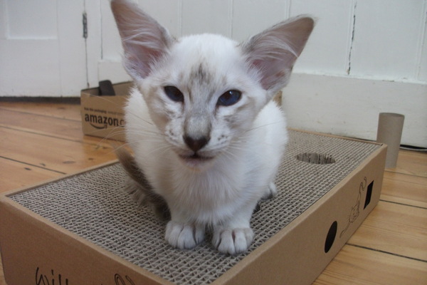 I really fucking love cats!!