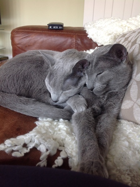 To ask you to share your slightly less than beautiful but much-loved pet pics