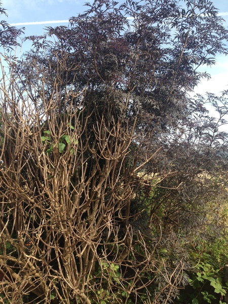 What has happened to my bushes?