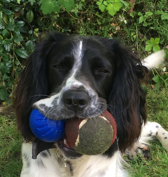 Tell me about your springer spaniels please!