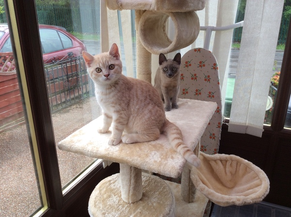 to secretly get rid of our kitten and tell the DC that it ran away?