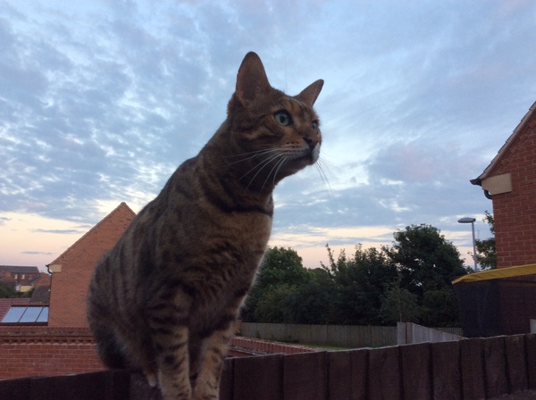 Photos of cats in gardens anyone?