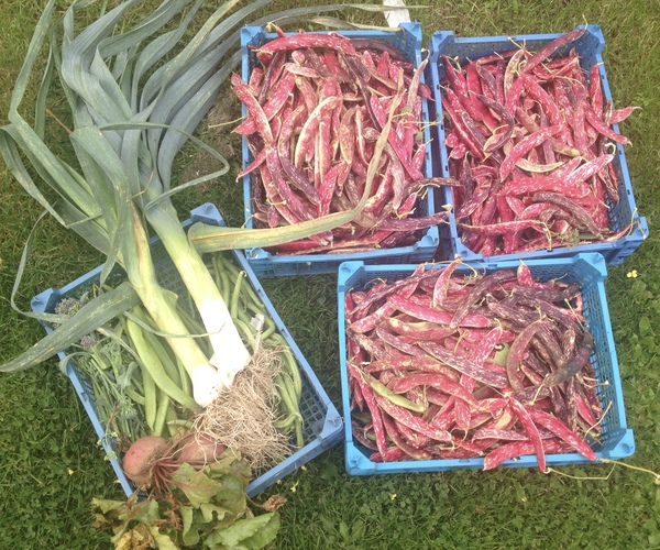 Allotment/Veg Patch Thread 6 -  Weed 'em and Reap!