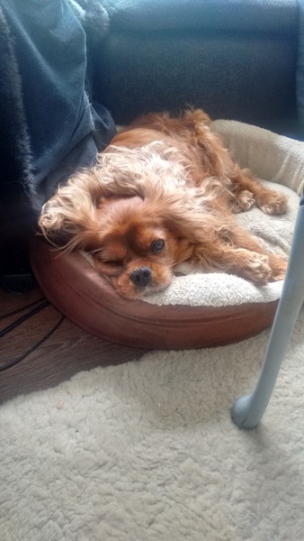 Due February 2017 - thread #7