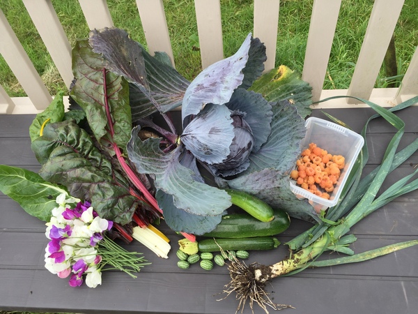 Allotment/Veg Patch Thread 6 -  Weed 'em and Reap!
