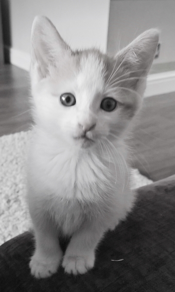 8 week old kitten, still has live flea's despite treatment