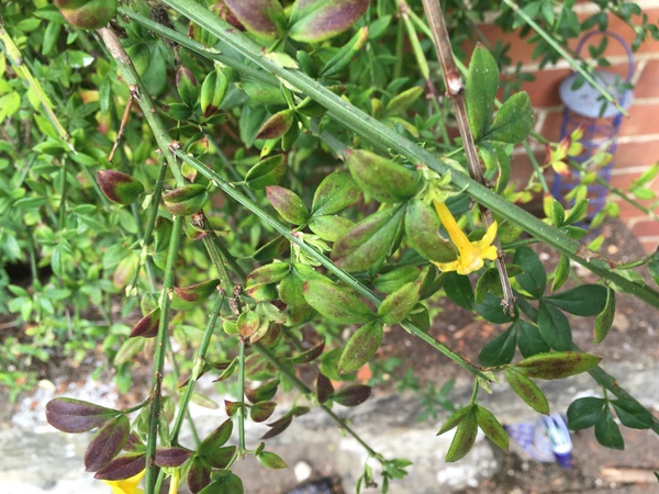 Flower ID -yellow jasmine?