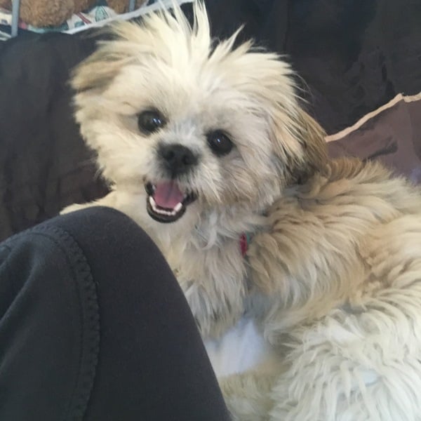 Brave Babes Battle Bus - Holding our heads up like thistles