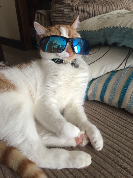 Balancing objects on cats.
